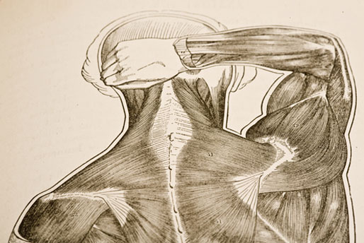 Massage therapy is beneficial for muscle, ligament and soft tissue health.