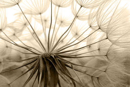 Massage therapy is beneficial for muscle, ligament and soft tissue health.